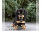 Dachshund PUPPY FOR SALE ADN-838476 - Mini Dachshund