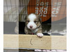 Australian Shepherd-Jack Russell Terrier Mix PUPPY FOR SALE ADN-837041 - Female