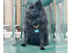 Schip-a-Pom DOG FOR ADOPTION RGADN-1382387 - Gilbert Grape - Pomeranian /