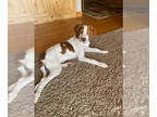 Brittany DOG FOR ADOPTION RGADN-1382433 - WI/Gunner - Brittany (medium coat) Dog