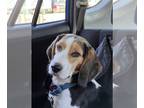 Beagle Mix DOG FOR ADOPTION RGADN-1382461 - Thunder - Beagle / Mixed Dog For