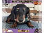 Dachshund DOG FOR ADOPTION RGADN-1382466 - Harrison - Dachshund (short coat) Dog