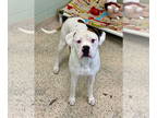 Boxer DOG FOR ADOPTION RGADN-1382489 - Flavo - Boxer Dog For Adoption