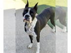 Boxer DOG FOR ADOPTION RGADN-1382578 - Elvina - Boxer Dog For Adoption