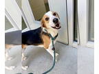 Beagle Mix DOG FOR ADOPTION RGADN-1382838 - Maple - Beagle / Mixed (short coat)