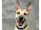 German Shepherd Dog Mix DOG FOR ADOPTION RGADN-1382946 - Chloe - Jindo (Korean)