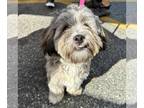 Havanese DOG FOR ADOPTION RGADN-1383109 - Punchie - Havanese (medium coat) Dog