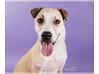 Chinese Shar-Pei-Labrador Retriever Mix DOG FOR ADOPTION RGADN-1383115 - Sojo