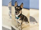 Huskies Mix DOG FOR ADOPTION RGADN-1383317 - Presley - Husky / Mixed Dog For