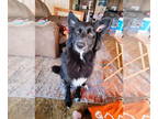 Australian Shepherd Mix DOG FOR ADOPTION RGADN-1383342 - Milo - Australian