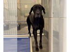 Great Dane DOG FOR ADOPTION RGADN-1383550 - Tiny - Great Dane Dog For Adoption