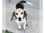 Beagle DOG FOR ADOPTION RGADN-1383671 - Elaine - Beagle (short coat) Dog For