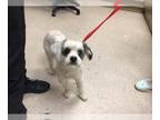 Shih Tzu Mix DOG FOR ADOPTION RGADN-1384314 - Dog - Shih Tzu / Mixed (medium