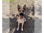 German Shepherd Dog Mix DOG FOR ADOPTION RGADN-1384546 - COOKIE - German