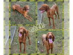 Vizsla DOG FOR ADOPTION RGADN-1384690 - Cash - Vizsla (short coat) Dog For