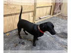 Dachshund-Labrador Retriever Mix DOG FOR ADOPTION RGADN-1384741 - Gump -