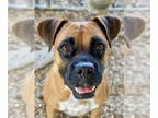 Boxer DOG FOR ADOPTION RGADN-1384767 - Tiffie - Boxer Dog For Adoption