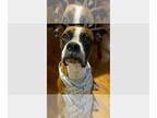 Boxer DOG FOR ADOPTION RGADN-1384768 - Zoe IX - Boxer Dog For Adoption