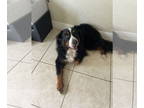 Bernese Mountain Dog DOG FOR ADOPTION RGADN-1384976 - COURTESY POST: Ace -