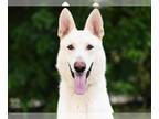 German Shepherd Dog-Siberian Husky Mix DOG FOR ADOPTION RGADN-1385022 - JONES -