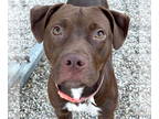 Retriever Mix DOG FOR ADOPTION RGADN-1385122 - Sharona - Terrier / Retriever /