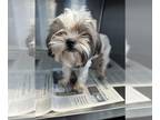 Shih Tzu DOG FOR ADOPTION RGADN-1385621 - FLOR - Shih Tzu (medium coat) Dog For