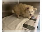 Cairn Terrier Mix DOG FOR ADOPTION RGADN-1385664 - CHLOE - Cairn Terrier / Mixed