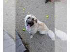 Anatolian Shepherd Mix DOG FOR ADOPTION RGADN-1385673 - DUMBLEDORE - Anatolian