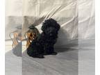 Poodle (Toy) DOG FOR ADOPTION RGADN-1385707 - Brandi/ADOPTED - Poodle (Toy)