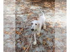 Poodle (Standard) DOG FOR ADOPTION RGADN-1385765 - Bennet - Poodle (Standard)