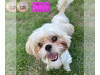 Shih Tzu DOG FOR ADOPTION RGADN-1385894 - Poppy - Shih Tzu (medium coat) Dog For