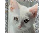 Sugar, Domestic Shorthair For Adoption In Scottsburg, Indiana