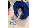 Joseph Crown, Domestic Shorthair For Adoption In Provo, Utah