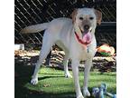 Millie, Labrador Retriever For Adoption In Medfield, Massachusetts