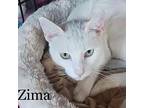 Zima, Domestic Shorthair For Adoption In Greensburg, Pennsylvania