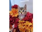 Carver (spooky Season Kittens), Domestic Shorthair For Adoption In Alexandria