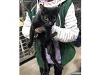 Wahoo, Domestic Shorthair For Adoption In St. Paul, Minnesota