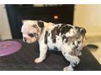 French Bulldog Puppy for sale in Orlando, FL, USA