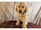 Golden Retriever Puppy for sale in Fort Wayne, IN, USA