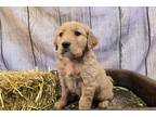 Golden Retriever Puppy for sale in Fort Wayne, IN, USA