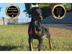 Doberman Pinscher Puppy for sale in Fort Wayne, IN, USA