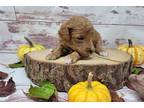 Goldendoodle Puppy for sale in Fort Wayne, IN, USA