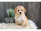 Maltipoo Puppy for sale in South Bend, IN, USA