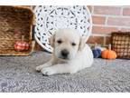 Labrador Retriever Puppy for sale in South Bend, IN, USA