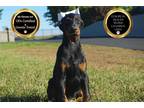 Doberman Pinscher Puppy for sale in Fort Wayne, IN, USA