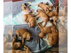 Boerboel PUPPY FOR SALE ADN-838908 - Butler Boerboels