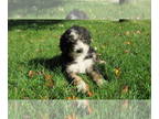 Bernedoodle PUPPY FOR SALE ADN-838785 - F1b Matilda