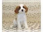 Cavapoo PUPPY FOR SALE ADN-838882 - Kylie