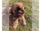 Shih Tzu PUPPY FOR SALE ADN-838871 - CKC male shihtzu