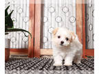 Havanese PUPPY FOR SALE ADN-838767 - Joe Male Havanese